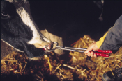 LONG HANDLED BULL HOLDER