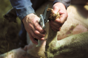 PROFESSIONAL FOOTROT SHEARS