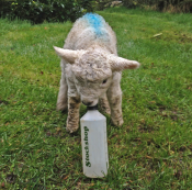 500ML SCREW TOP LAMB BOTTLE