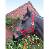 ESSENTIALS RED HEADCOLLAR & LEAD ROPE SET FOAL