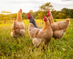 Poultry & Pet