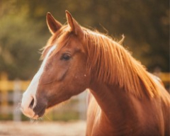 Equestrian